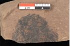 Foto (Detailsansicht) von Quercus palaeoilex Ettingshausen (NHMW-GEO-2024-0188-0958)
